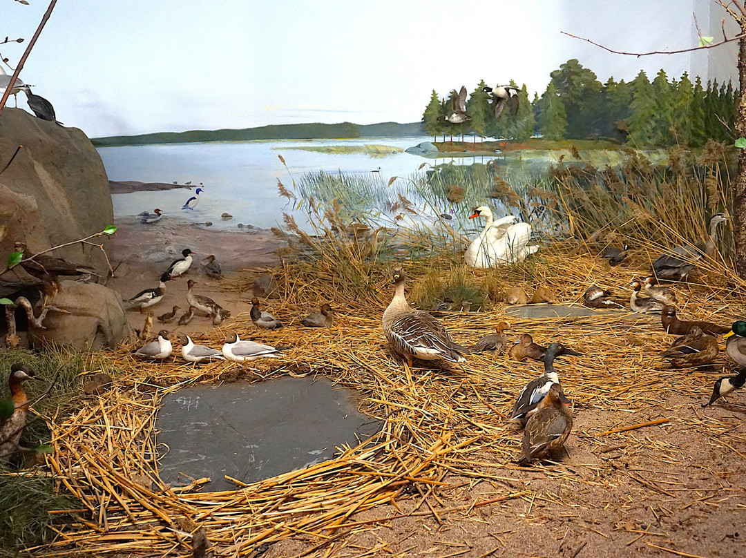 Turku Biological Museum-土尔库必去景点