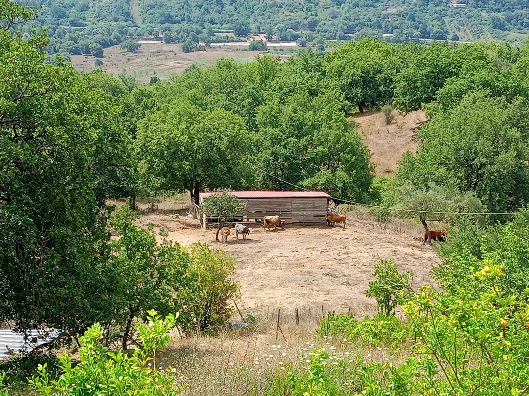 Agriturismo San Basilio主图