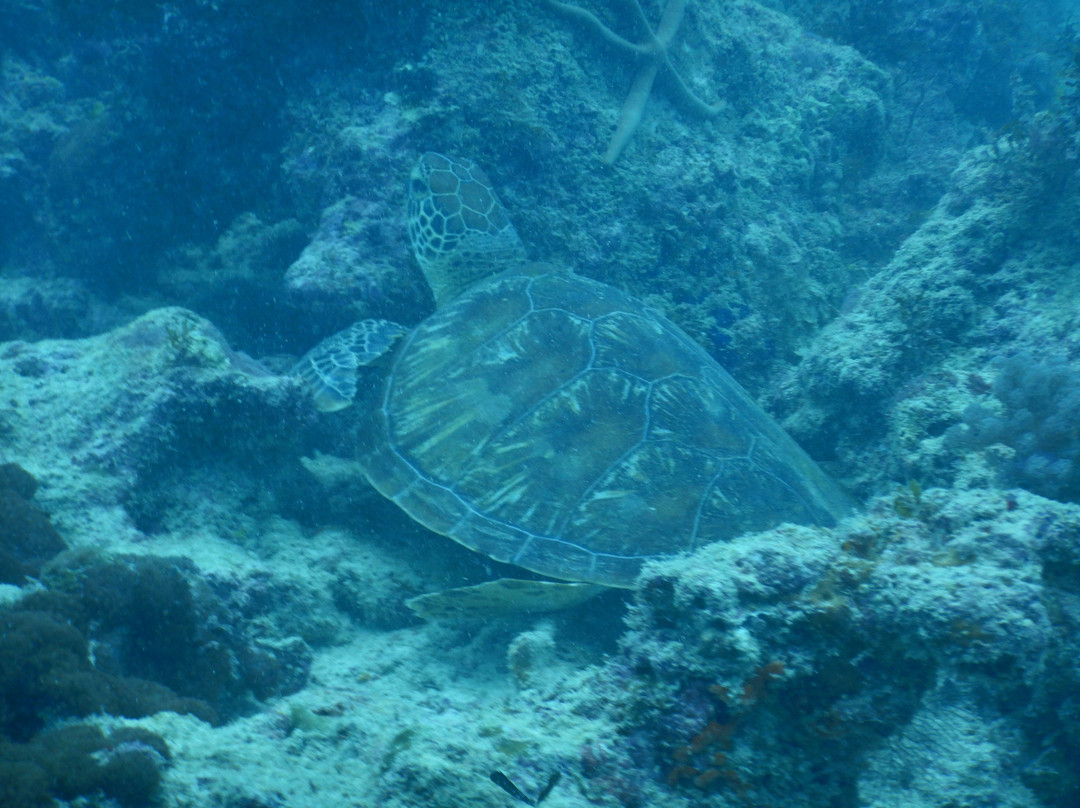 Tgi Diving Zanzibar-孥归必去景点