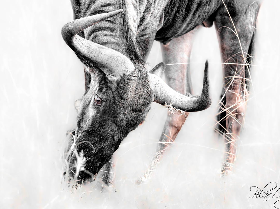 Bafazi Safari and Tours-雾观必去景点