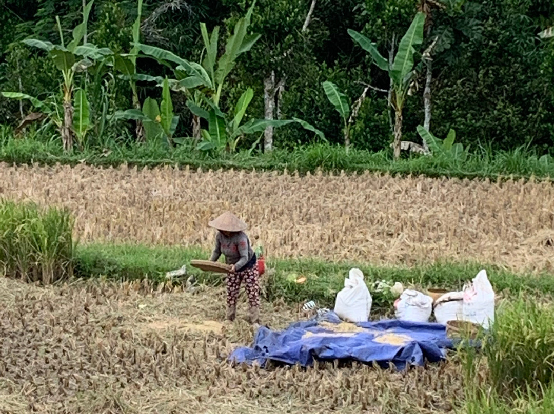 Bali Fun Bike Adventure-Pejeng Kaja必去景点