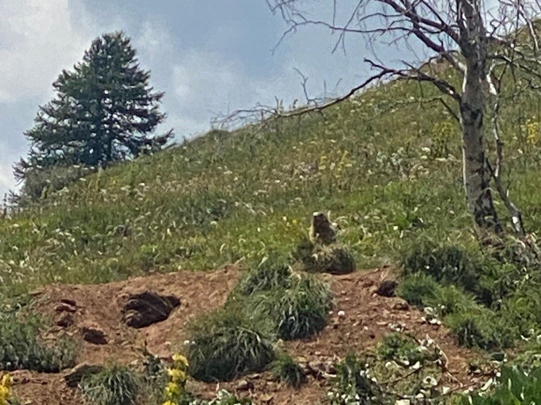 Jardin Botanique Alpin du Lautaret-Villar-d'Arene必去景点