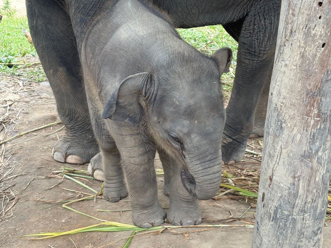 Pon Elephant Thailand-清迈必去景点