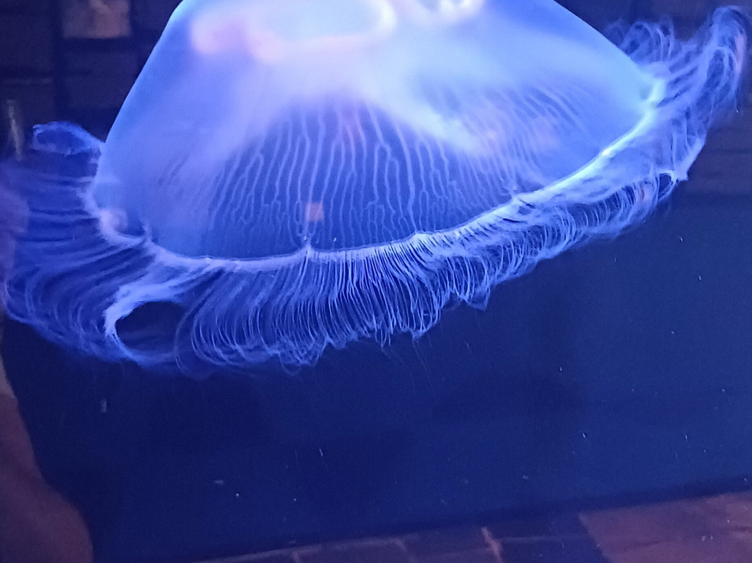 Bergen Aquarium-卑尔根必去景点