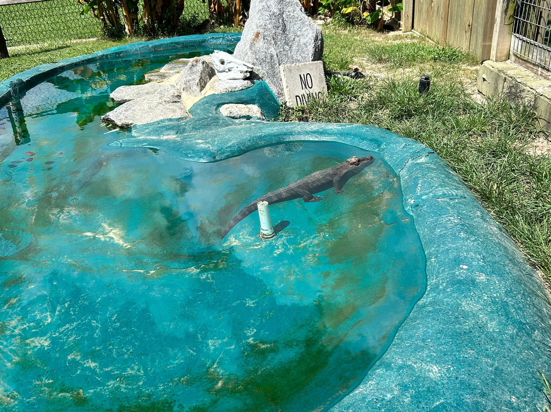 Alligator Alley-Summerdale必去景点