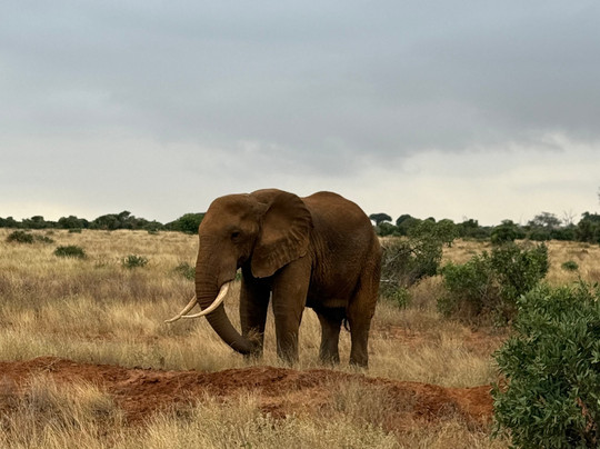 Nemm Tours and Safaris-迪亚尼必去景点
