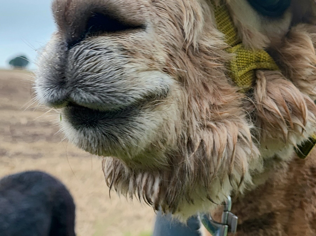 Seelenheil-Alpakas-Walsrode必去景点