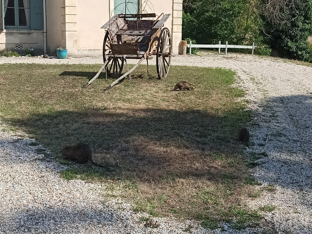 Alice au pays des Paons-阿维桑必去景点