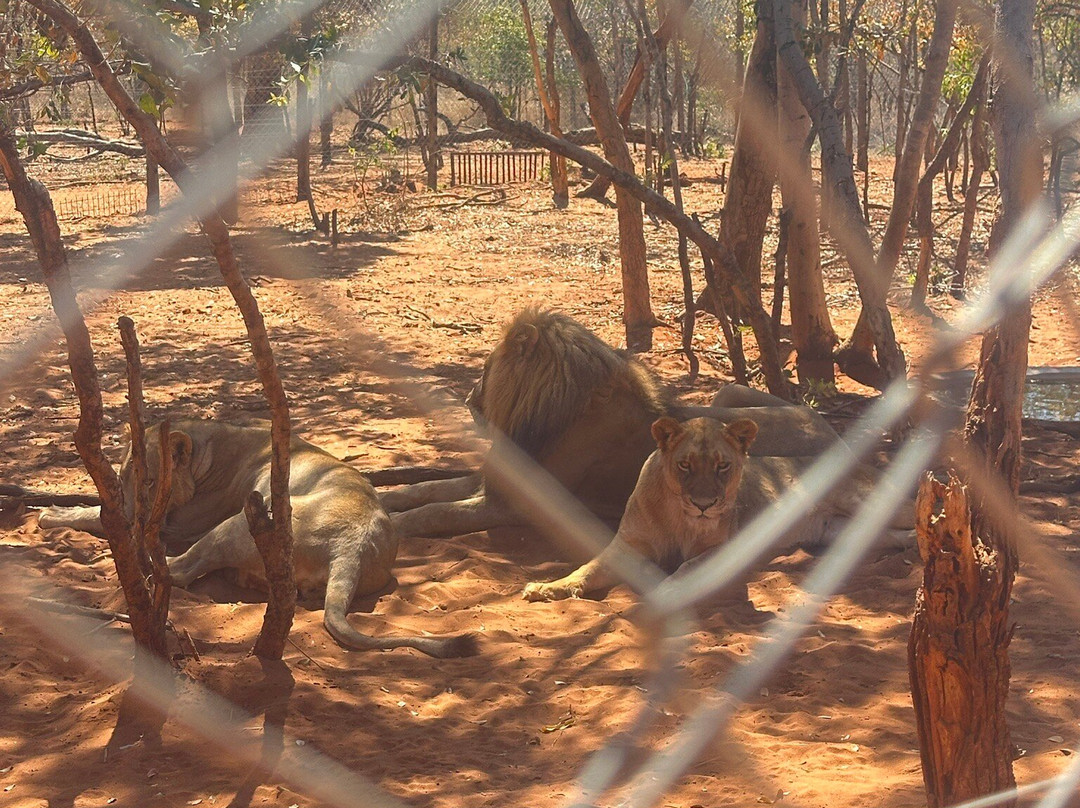 Mukuni Big 5 Safaris Limited-李文斯顿必去景点