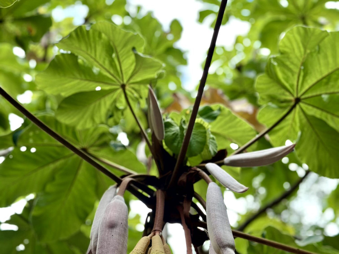 Jardin Botanico del Descubrimiento de Vallehermoso-Vallehermoso必去景点