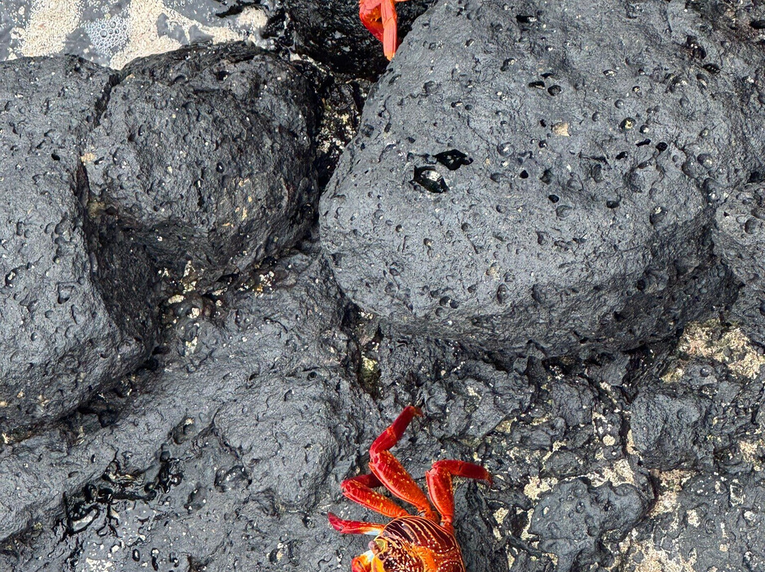 Galapagos Aquatours-阿约拉港必去景点