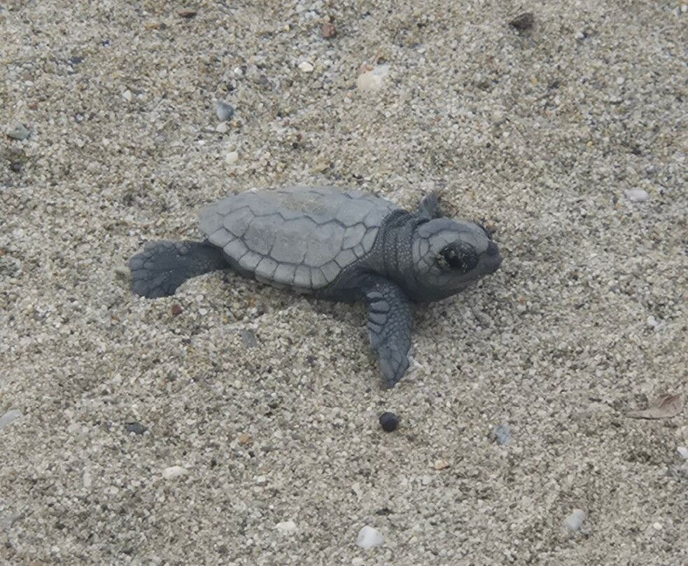 Sea Turtle Beach Walk- Archelon-雷斯蒙必去景点
