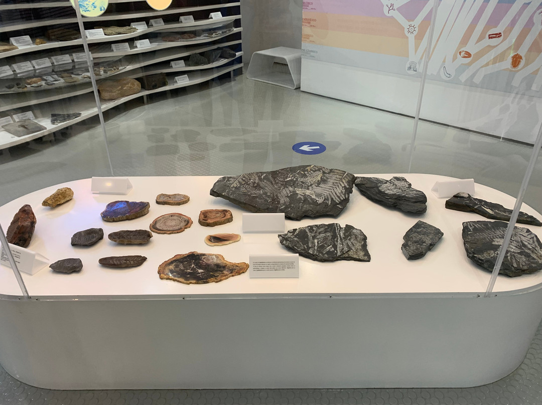 Museu de História Natural-辛特拉必去景点