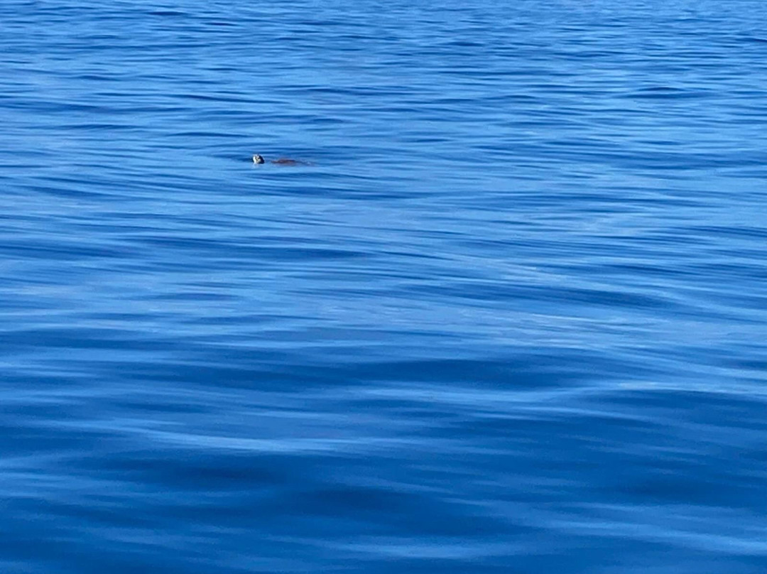 Diveaway Fiji-辛加东卡必去景点