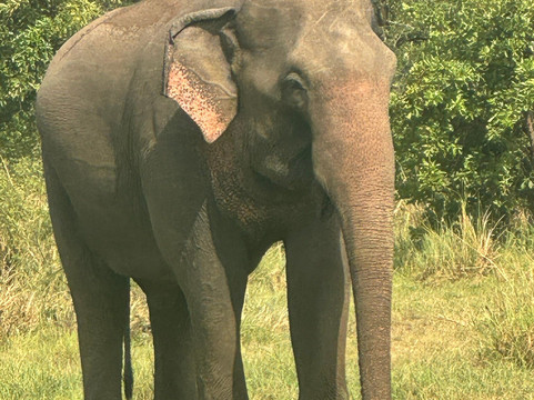 Rangana Tours Sri Lanka-Aluthgama必去景点