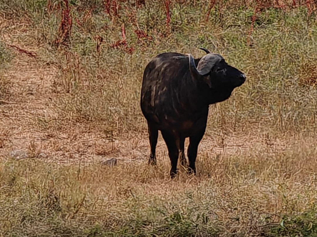 KingTomondo Safaris Kenya-蒙巴萨必去景点