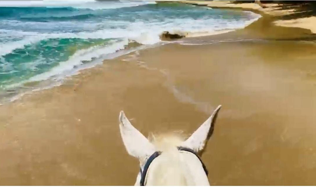 Caribe Horse Riding Club-Cocles必去景点