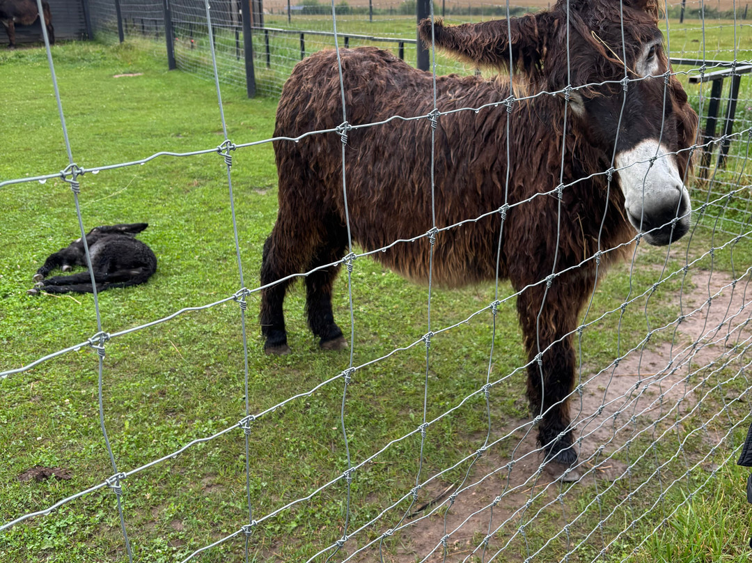 Alpaku Auginimas-Dargaiciai必去景点