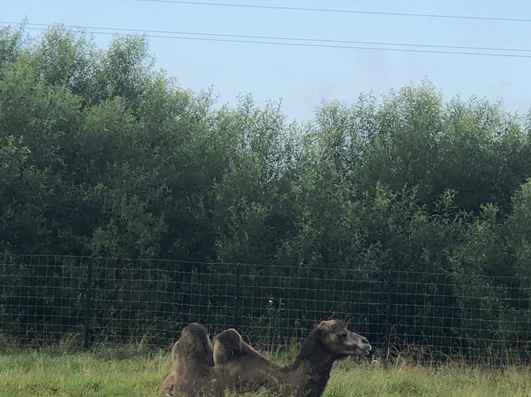 Alpaku Auginimas-Dargaiciai必去景点