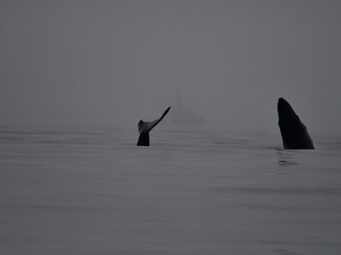 Kodiak Alaskan Adventures-Kodiak必去景点