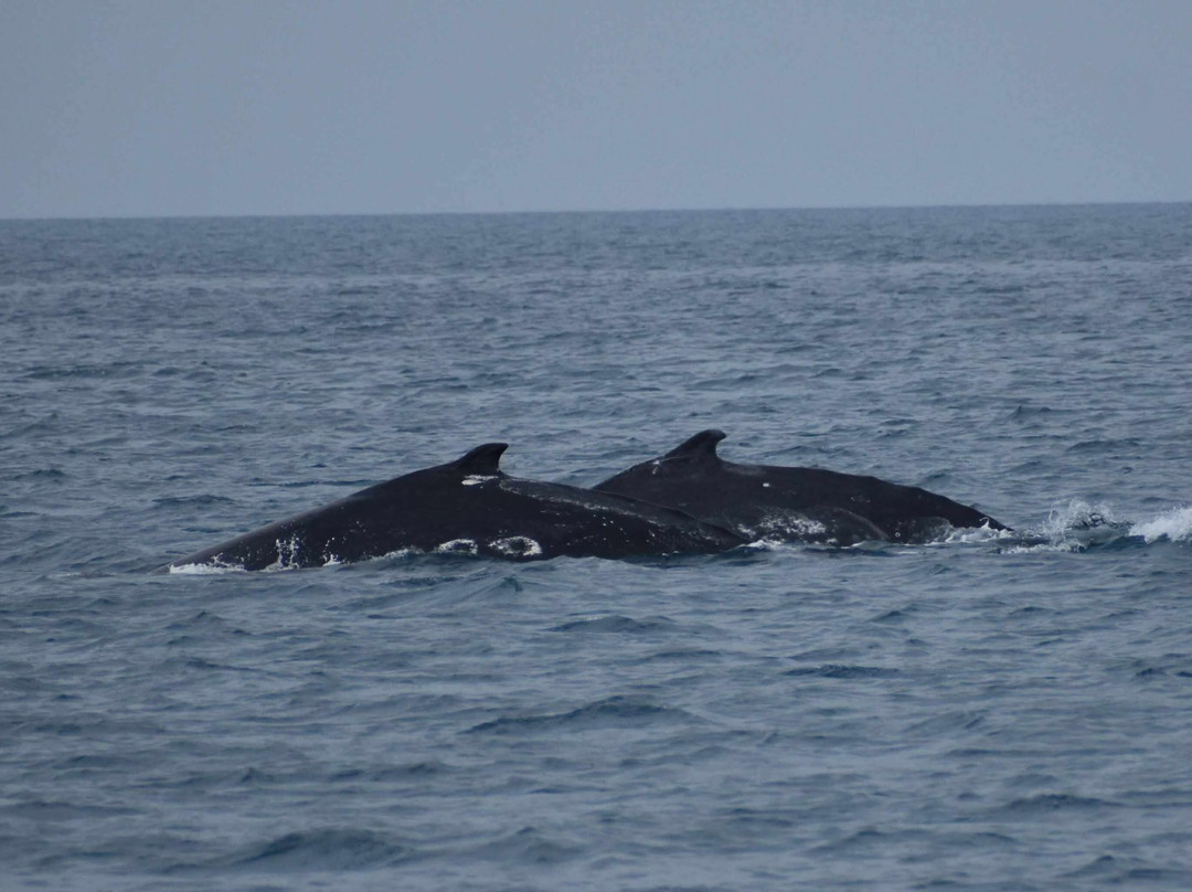 Abaca Croisieres-努美阿必去景点