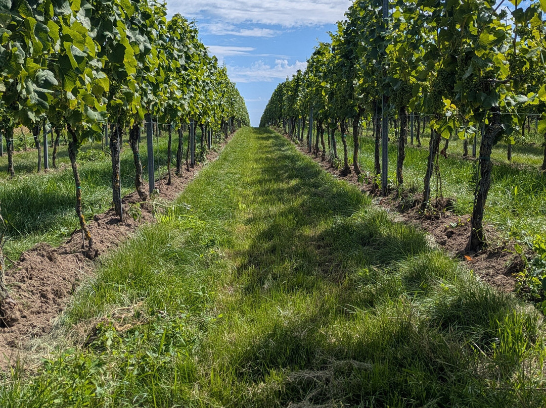 Weinspaziergang-维尔茨堡必去景点