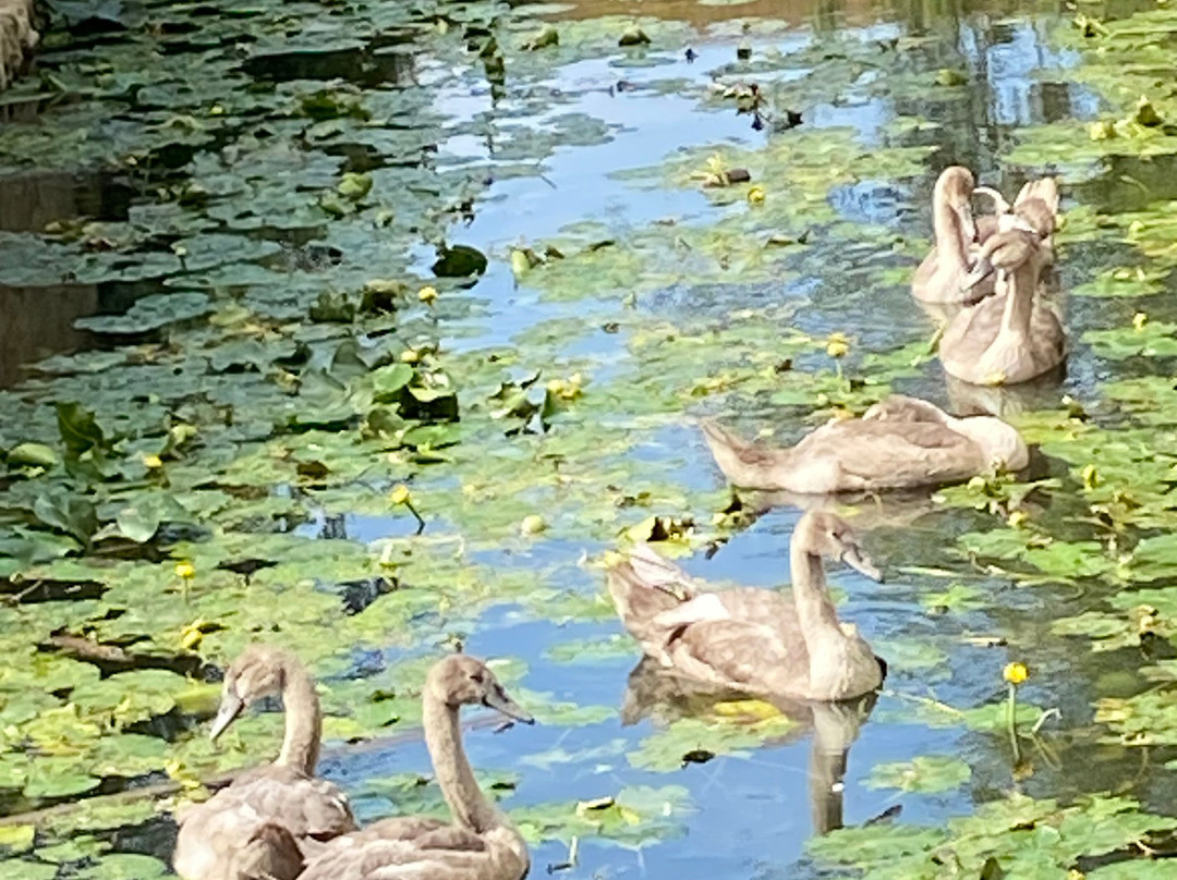 The Cosener's House主图