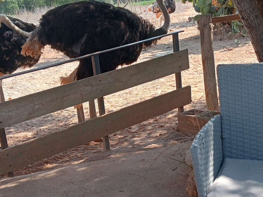 Artestruz Mallorca-Campos必去景点