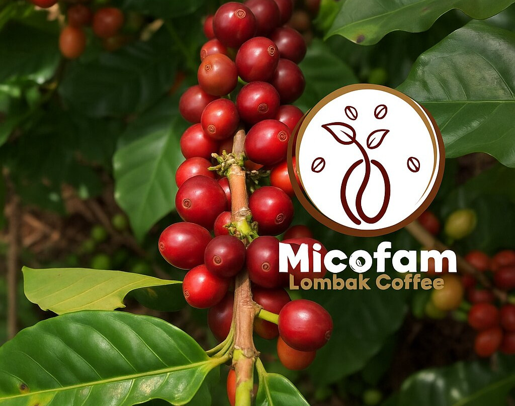 Micofam Lombok Coffee-Sapit必去景点
