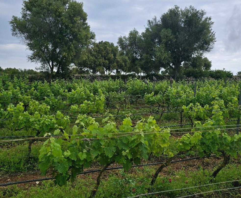 Bodegas Binifadet-Sant Lluis必去景点