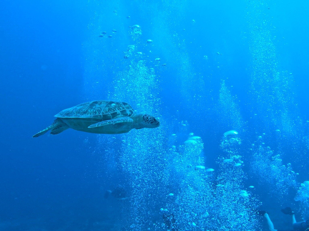 Trawangan Dive Centre-吉利特拉万安必去景点