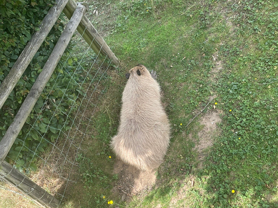 Noah's Ark Zoo Farm-Wraxall必去景点
