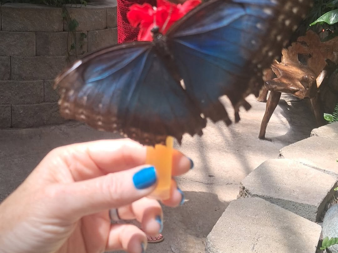 The Butterfly Palace-布兰森必去景点