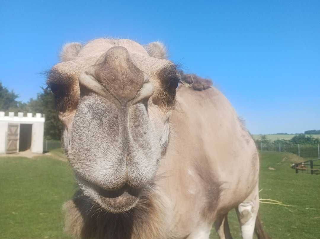 Erlebnis- und Tigerpark Dassow-Dassow必去景点