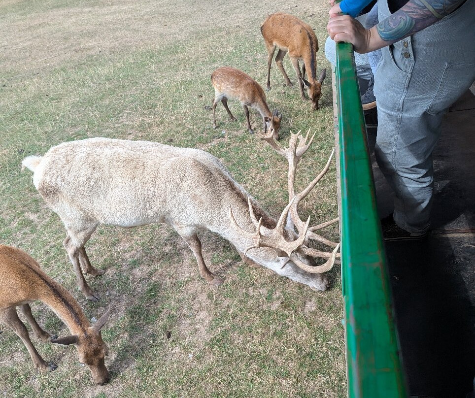 Bucklebury Farm Park-Bucklebury必去景点