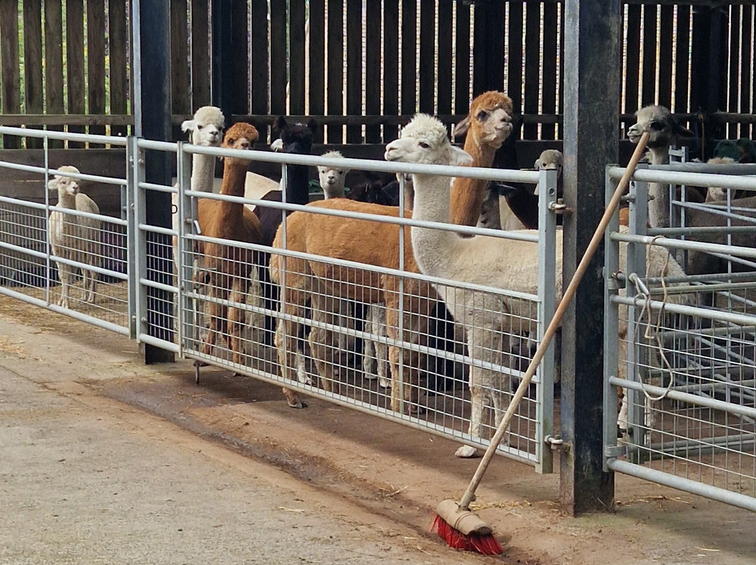 Cotswold Alpacas-切尔滕纳姆必去景点