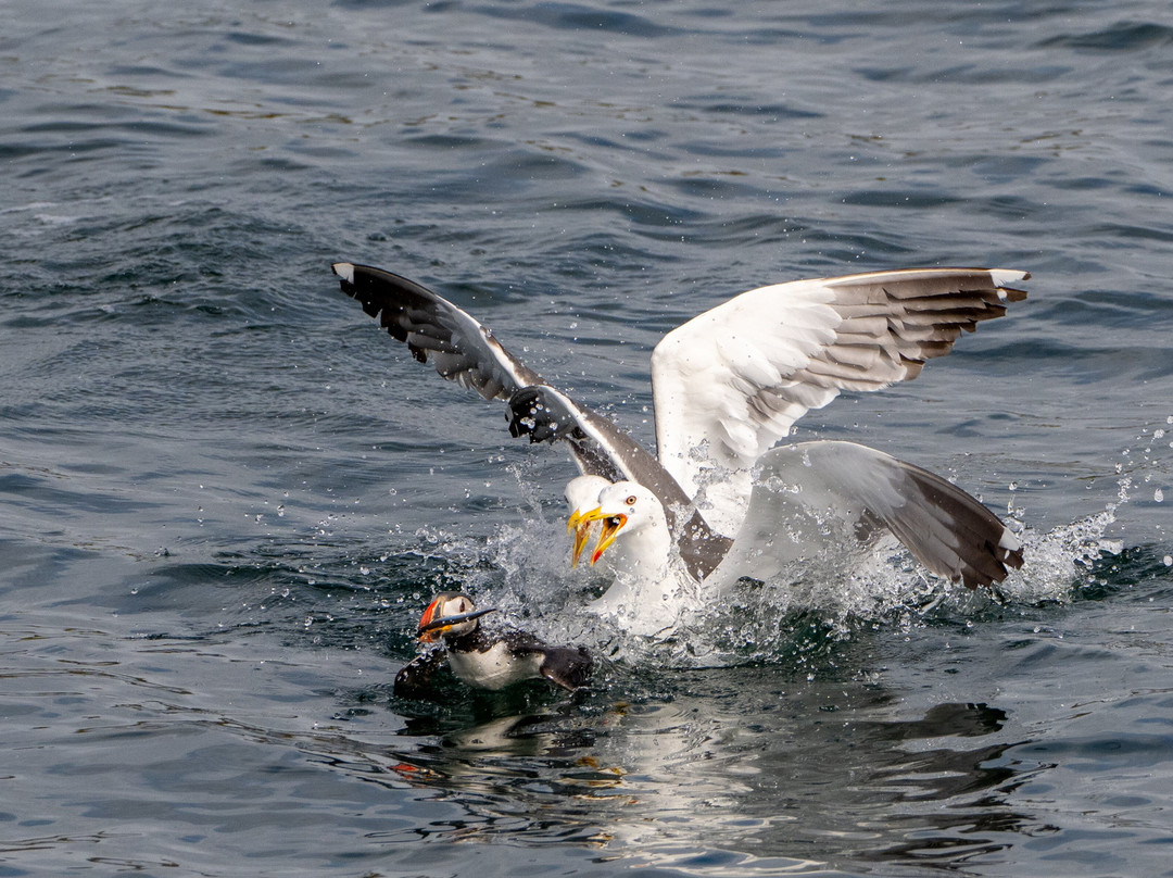 66°North-雷克雅未克必去景点