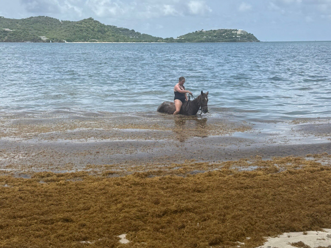 Antigua Equestrian Centre-Saint Paul Parish必去景点