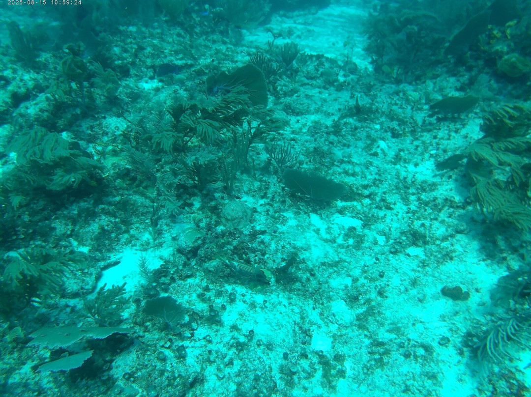 Blue Experience Diving-艾库玛尔必去景点