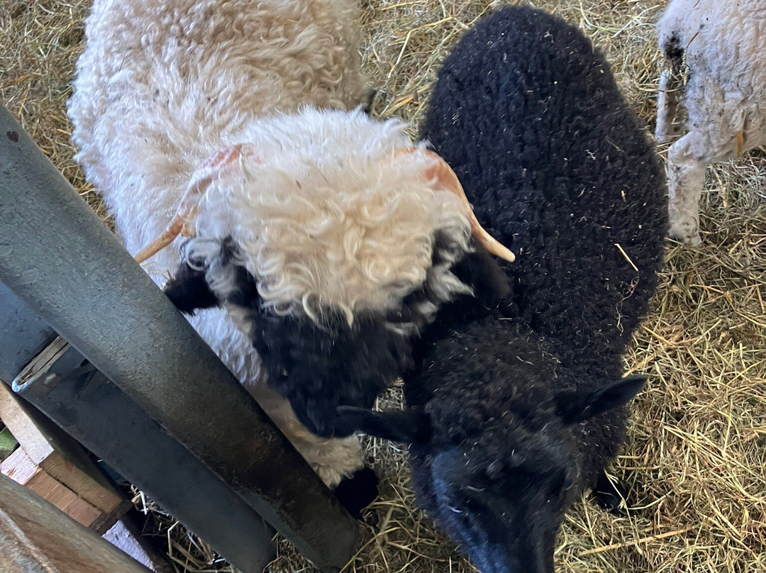 Mrs Dowsons农场-Clayton le Dale必去景点