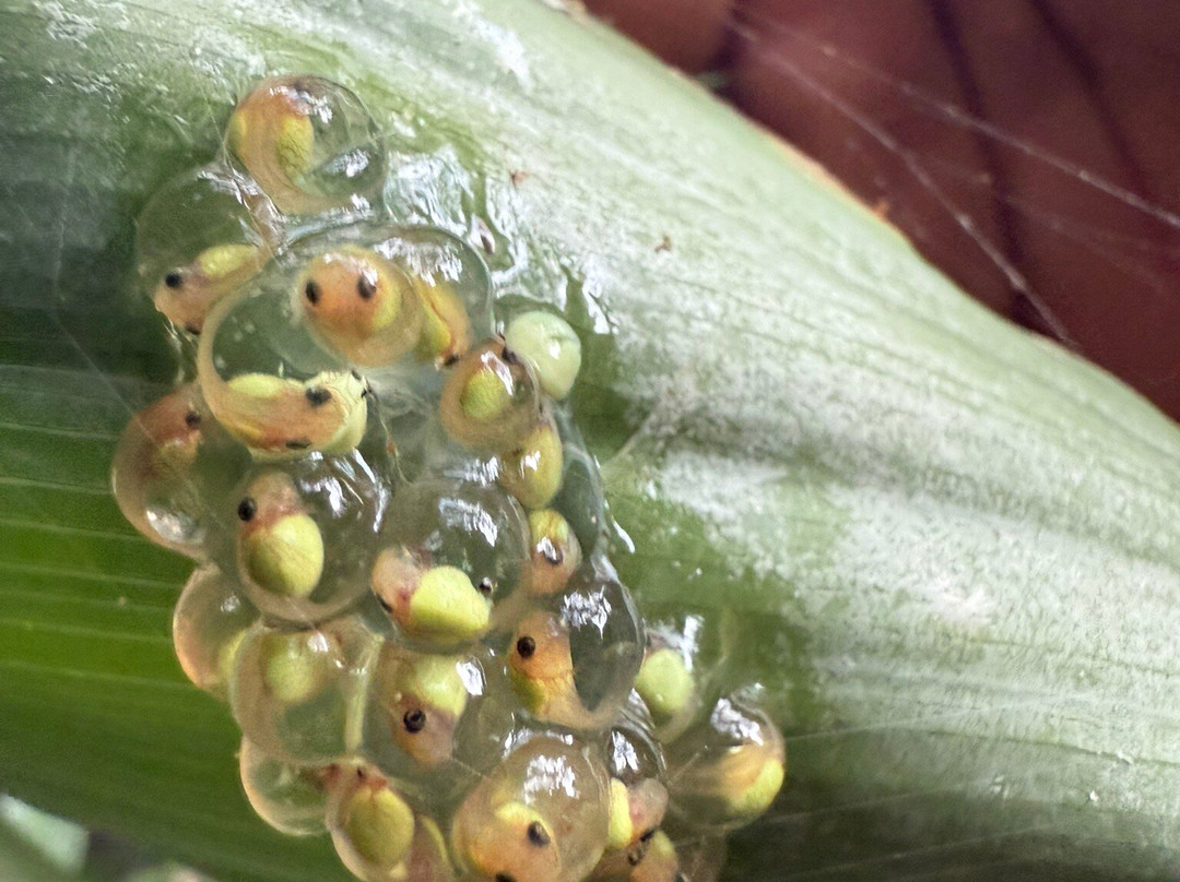 Pacific jungle adventures-克波斯必去景点