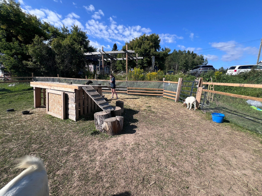 Harmony Acres Ranch & Petting Farm-Cornville必去景点