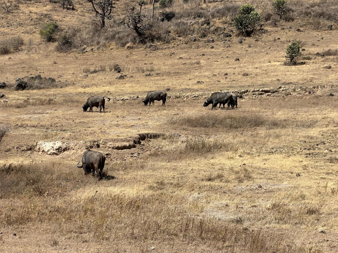Lucas' African adventures-阿鲁沙必去景点
