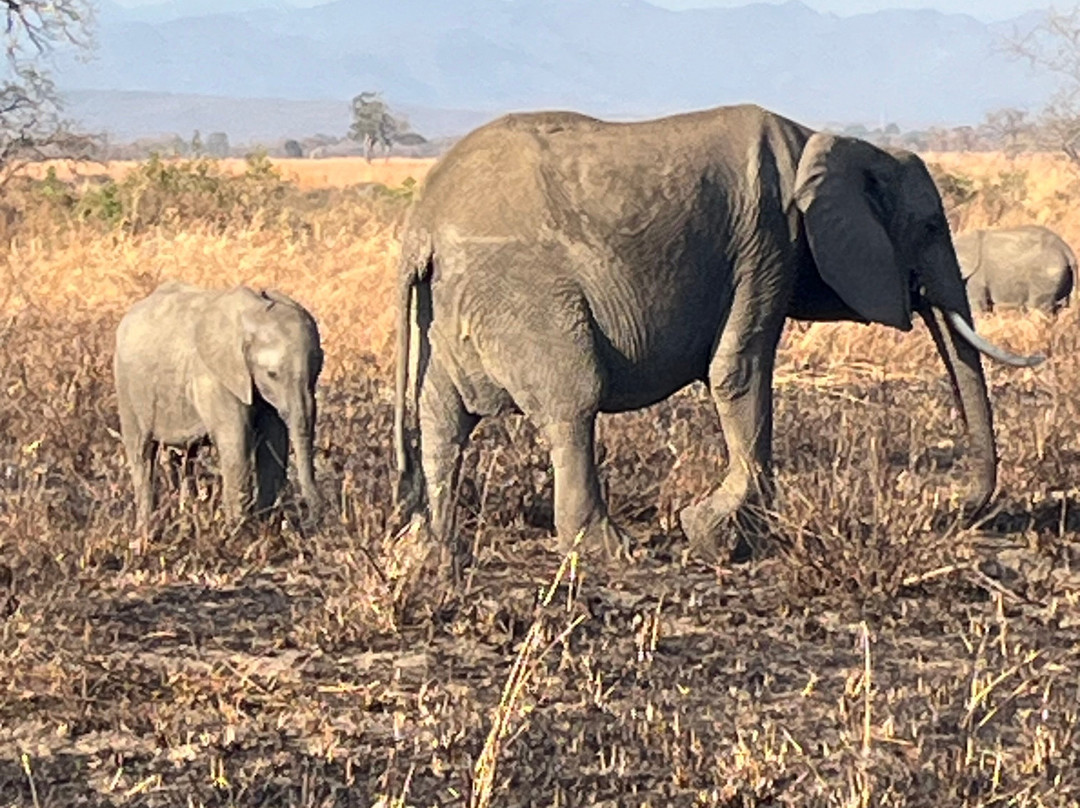 Best tour operator in Tanzania by Rede Tours and Safaris-多多马必去景点