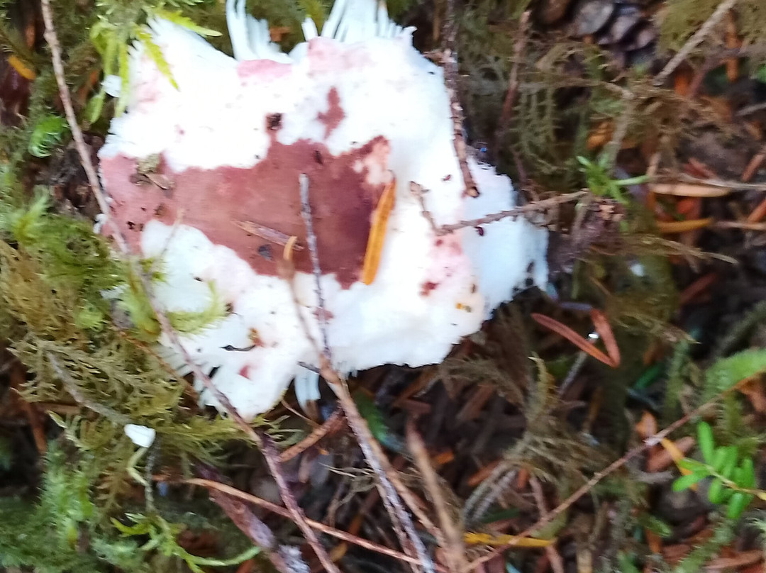 Gore Brook Trail-Daajing Giids必去景点