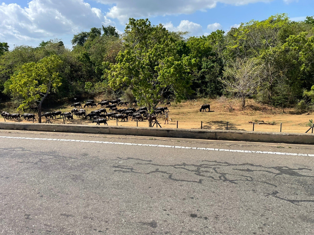 Katupilagama酒店住宿-Ali Weta Safari Resort