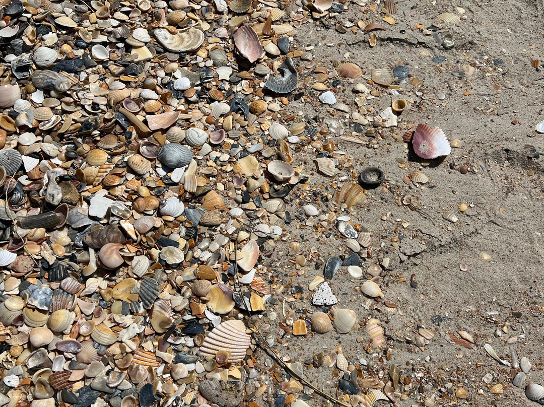 H2O Captain Eco-Tour Private Boat Excursions-莫尔黑德城必去景点