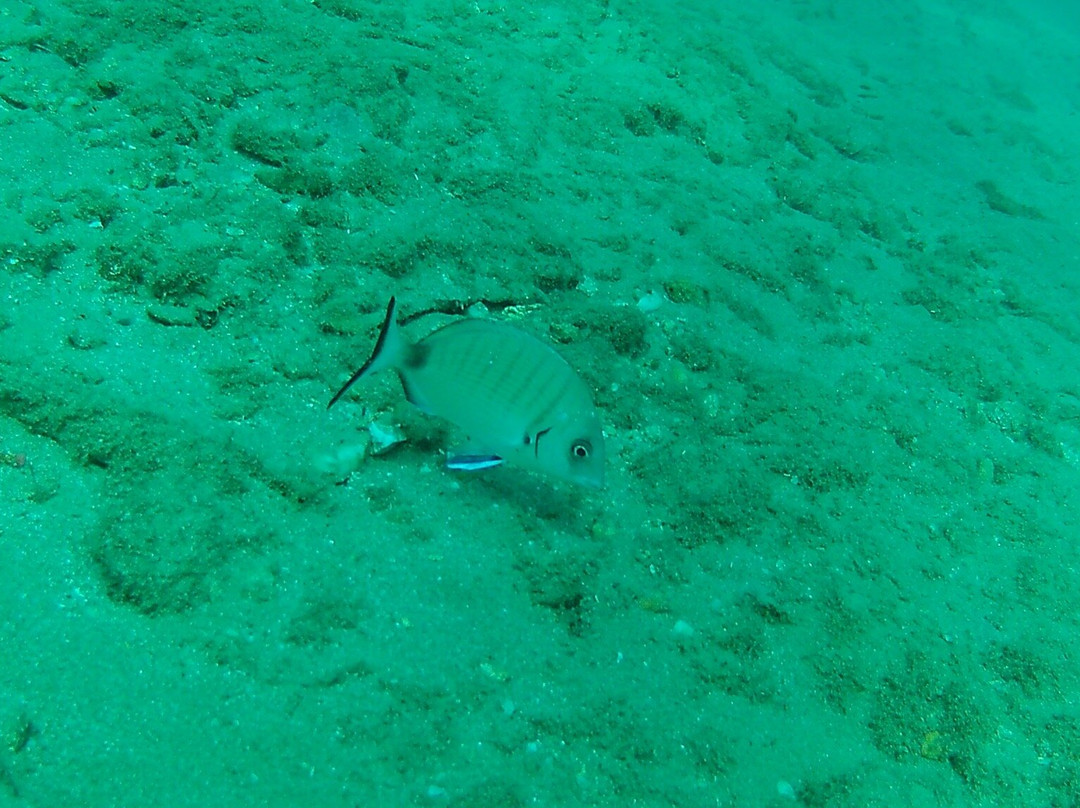 Diver's Club Crete-阿希亚贝拉希亚必去景点