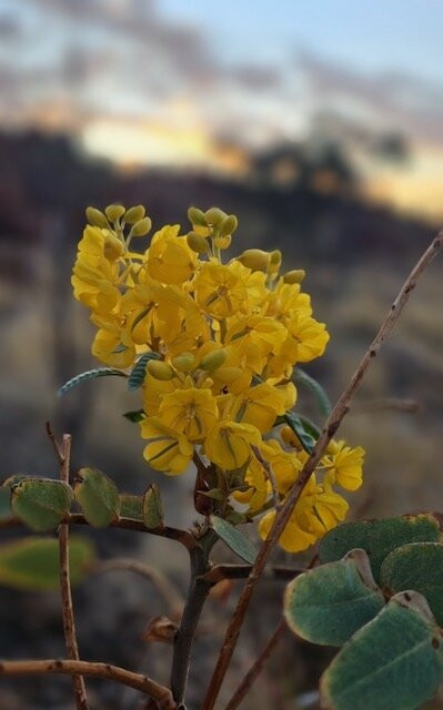 Kundjarra (the Pebbles)-Tennant Creek必去景点