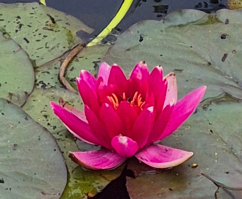 Bergius Botanic Garden-斯德哥尔摩必去景点